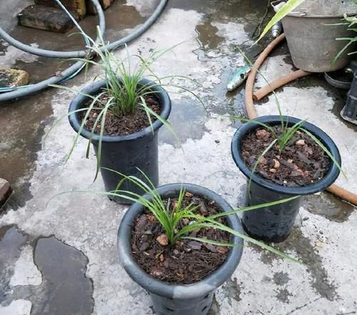  【盆土】兰花看着不爽，那就分苗分盆吧，一盆变三盆，盆土消毒方式一绝
