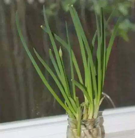  『蔬菜』常见12种蔬菜阳台种植教程，看完又能省下一笔钱啦！