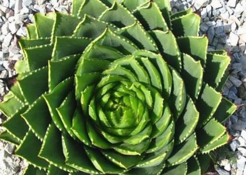  [种多肉植物]1种珍贵“多肉”，养1盆成奢侈，价值高过观音莲10倍