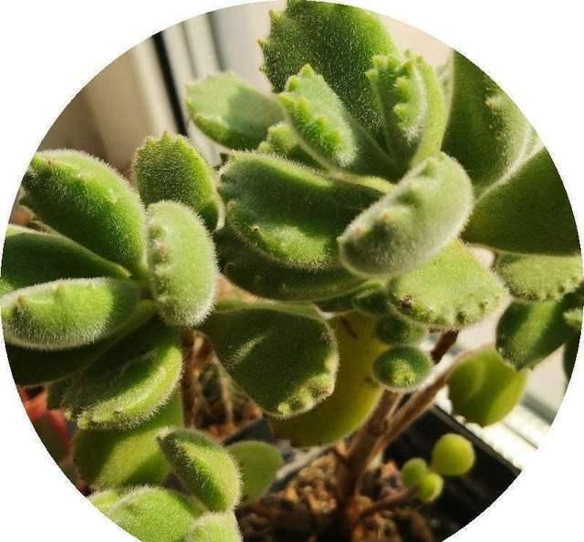  #叶片#这个时候熊童子生长关键期，注意不好这几点，就等着养死吧