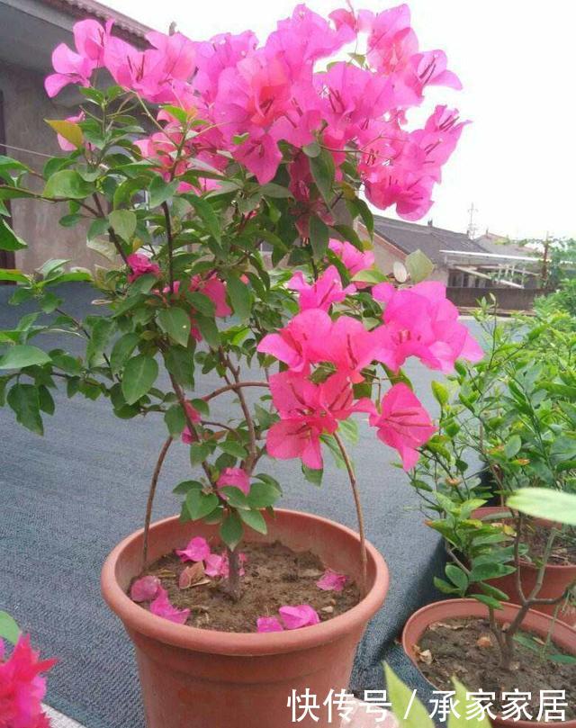  『三角梅』阳台种上3种花，常年开花没有空窗期，花香飘满整个房间