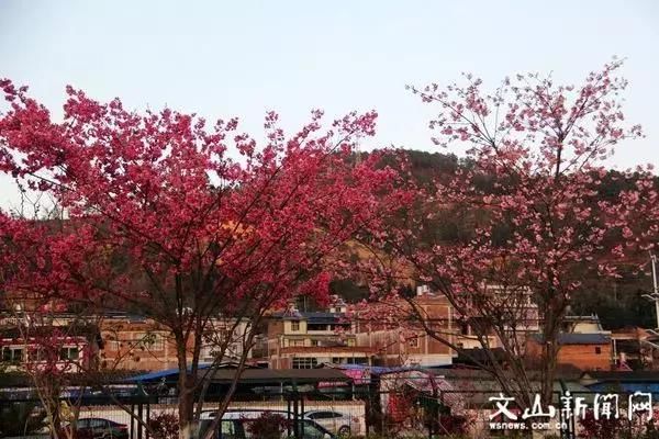 春季花开哪家强？云南16州市最美赏花点看过来！