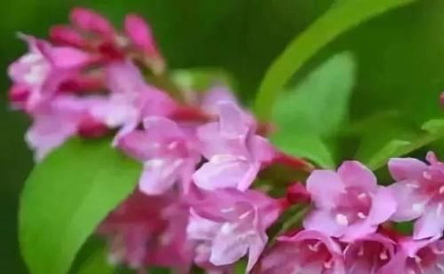  生长：花朵像仙女织出的锦带一样—“万钉簇锦若垂绅，围住东风稳称身”