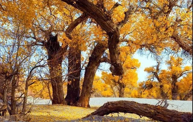 中国最美的六大胡杨林，自驾去过才算不辜负整个秋天