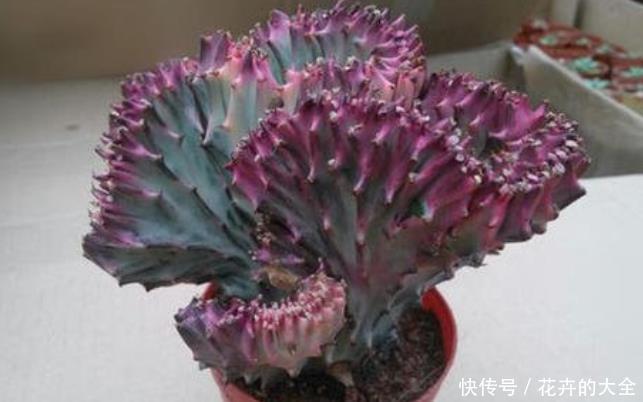  「不养」客厅养盆“镇宅花”，净化空气，旺财旺运又养人，不养太可惜了