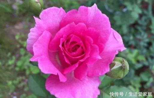 【龙面花】喜欢玫瑰,不如养盆“菊中精品”盘龙盈袖,粉嫩典雅,娇巧迷人!