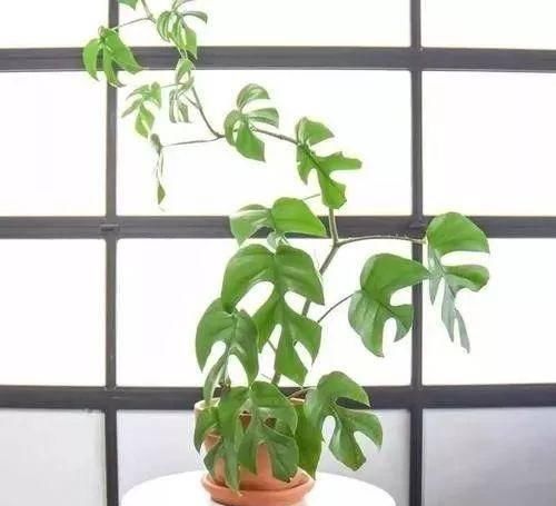 『夏季需适当遮阴』养花就养这8种,简约又大气