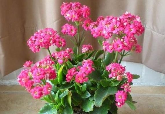  「花草中」这花号称“开花机器”,花多压弯枝,自家养的怎么开花越来越少?
