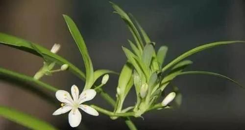 「观叶」6种浅埋土壤就能生长的植物，观花观叶各占一半