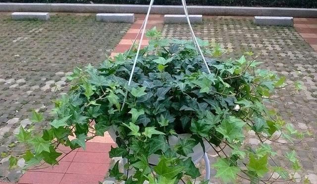  【阳光】常青藤，扦插1个枝，一年长一大片，没有阳光、浇点水也能长爆盆