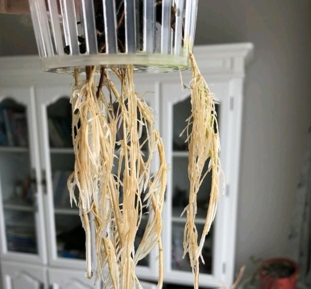  水培：水培月季能开花吗？我想说的是，能，但是水培月季有缺点