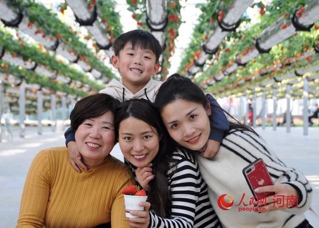  「草莓」河南夏邑：草莓空中挂 游人禾下行