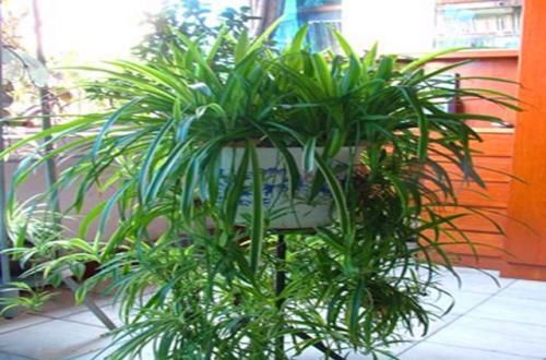 『扦插』吊兰一盆变10盆,根本不用扦插,丢水里就能生根!