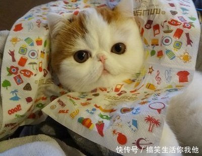 爆笑GIF动图:切,不就是个拼音吗?小学的时候就