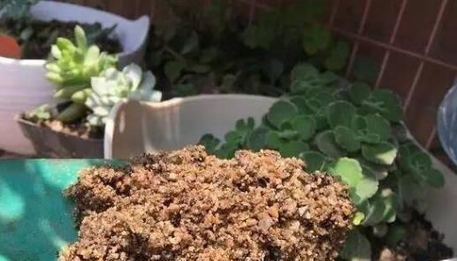  家里|家里的花草盆栽招来成群小飞虫,该怎么办?用它分分钟搞定