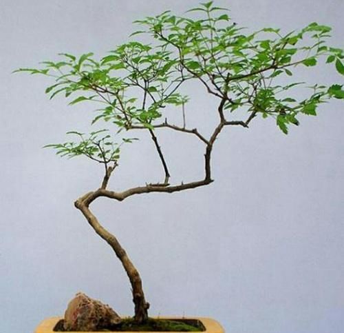  『修剪时』修剪花卉，有4点要求，让造型更优美