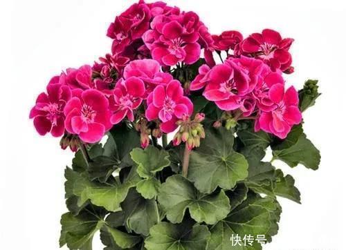  家里|家里养有六种花卉的，可别忘了掐心，越掐爆盆越快，开花越多