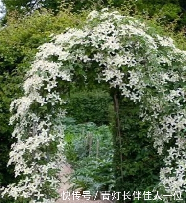  庭院：庭院花架搭配这些植物，美翻了！
