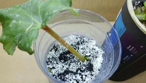  一大：6种花好看不用买，蹭掉的叶子插土里，3个月长出一大盆！