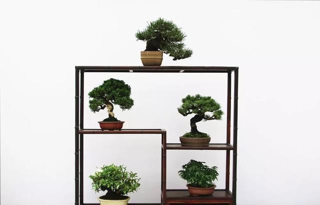  小品组合@微盆景展获奖作品精选，一起来养养眼