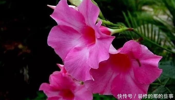  【家里】喜欢在家里养花，就养3种开花美寓意好，花期长能爆盆的好养花