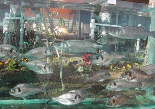 用水族箱做围墙的富商，才是真有钱人