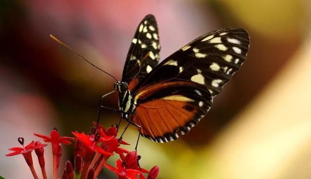  幼虫|养蝴蝶年赚百万，投入低还回报快