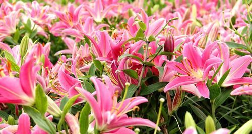  『漂亮』喜欢在室内养护漂亮的花卉，就选3种花卉，花色绚丽，花量繁多