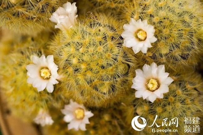  『春季』春已至花已开 厦门园林植物园多肉植物进入盛花期