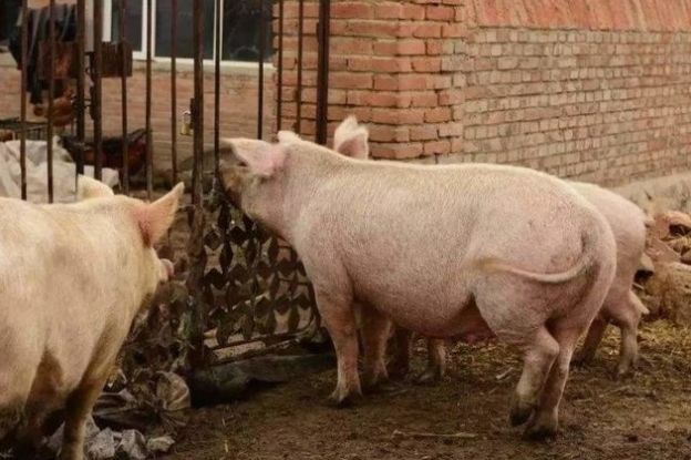  [非洲]泔水喂猪危害大，还能引起非洲猪瘟？网友疑惑：为啥以前