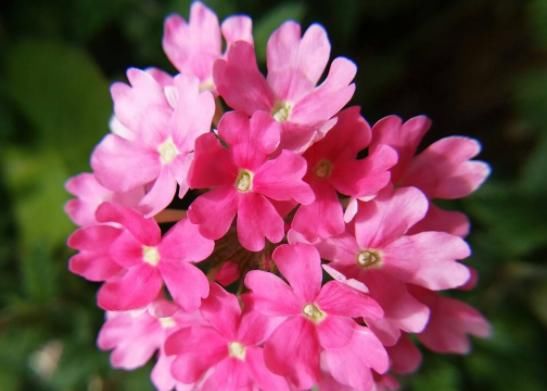 花期■喜欢养花,不如养盆短毛丸,观赏价值高,花型圆滚奇特惹人爱