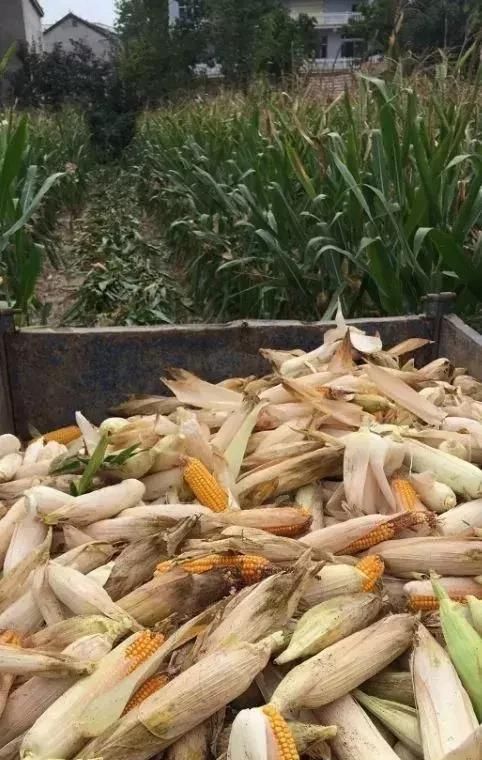  「玉米」刚在老家地里看到的画面，是谁的爹娘？很多人看完湿了