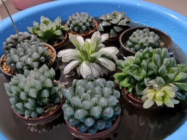  「图片作者」10种花，春天不能晒，躲屋里最安全！