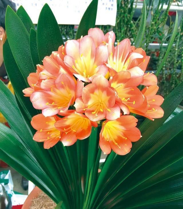 #杀菌剂#养花的杀菌剂?这3种也能代替,比多菌灵还强
