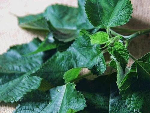  #做成#这几种野菜做成‘青团’ 真是吃不够，你们都吃过吗？