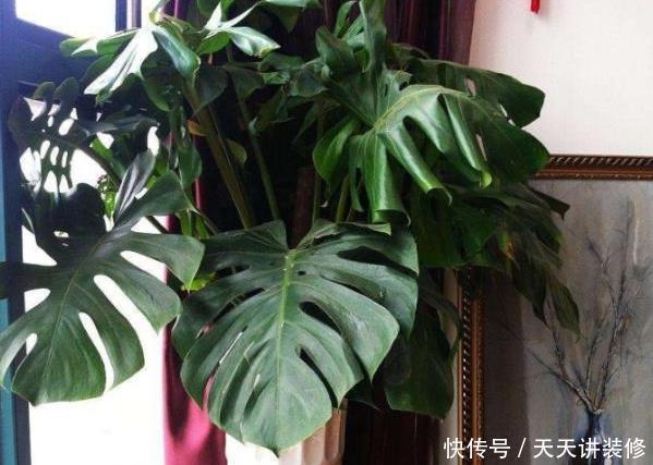  【阳光】房间阳光不充足，就养这3种“耐阴植物”，再“阴”也能蹭蹭长！