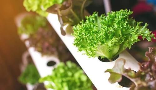 室内的植物■室内布置花园有几点要注意,这4点特关键