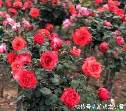 『树状』我国最美的“花树”,插土就能活,春天种2棵,当月就开花