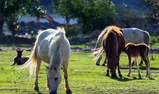 它只是川西的一个小镇！论美却惊艳整个四川！