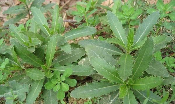  门口■农村这种七七牙，价值不一般，要长在你们门口，不要随意