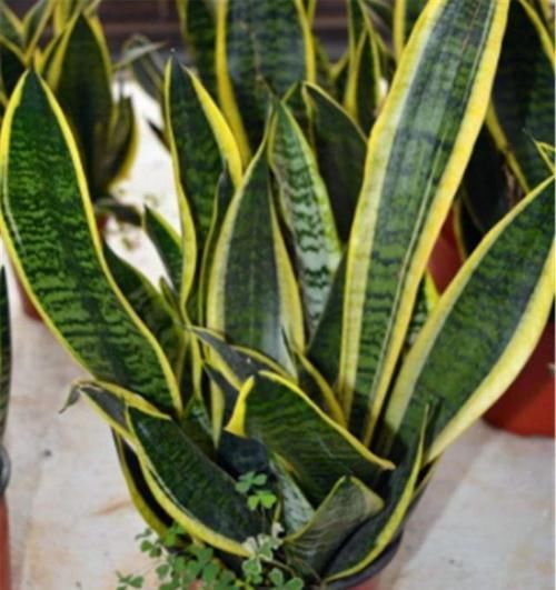  「适合」这“3种盆景”，个个叶片比花美，还能消毒、去异味，适合摆卧室