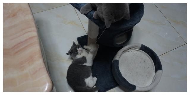  [于猫咪而言]对猫咪来说，几种近乎于虐待般的惩罚行为