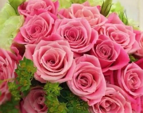  「玫瑰」“稀有玫瑰”泰姬，花开似美人，窈窕粉嫩，可以说是盆栽必备！