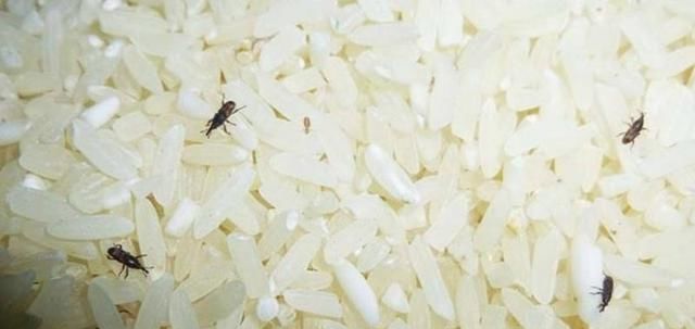  『预防』家里大米放久了生虫子?如何预防大米生虫?