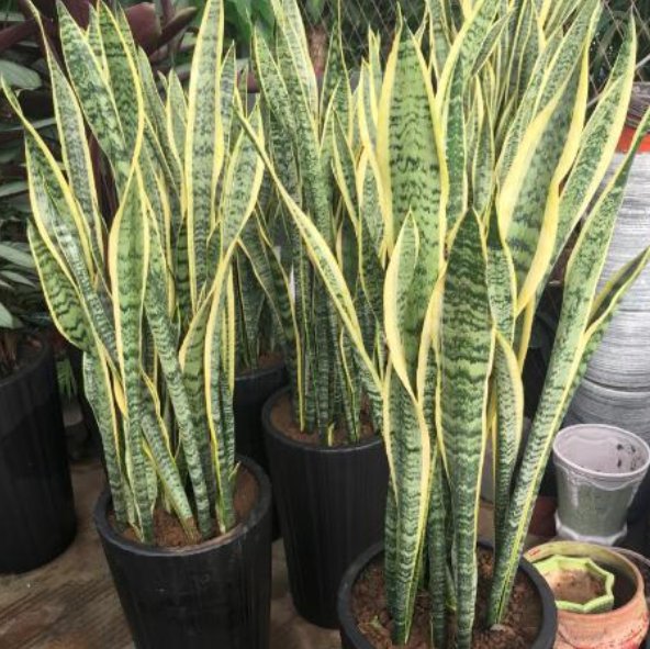  「旺盛」虎皮兰怎么养才能越养越旺盛？各季节养护细节，一文看懂