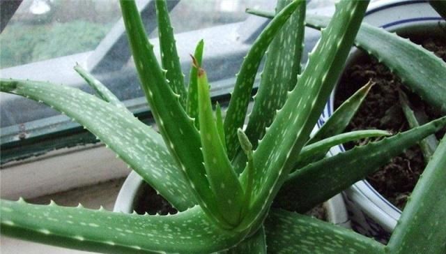  『芦荟生长』芦荟浇水让人头疼，怎样才能合理的浇水？看这里