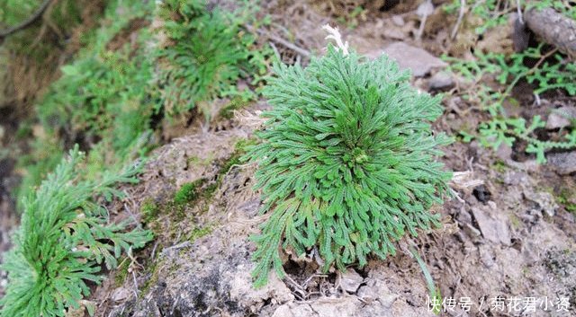  [人称]人称“九死还魂草”，生命力强，且价值珍贵，农村见到，