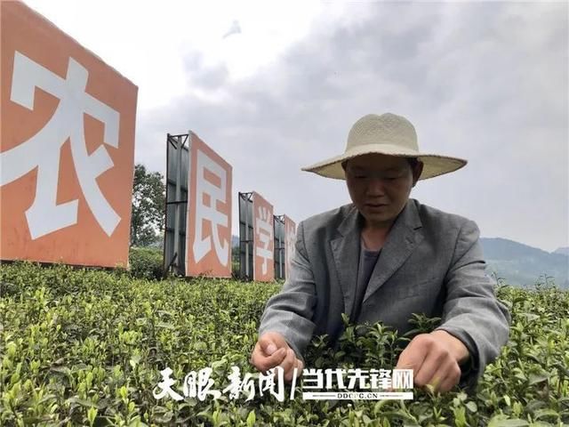 『正安县』正安县大堡村:荒山变茶山 长出“致富芽”