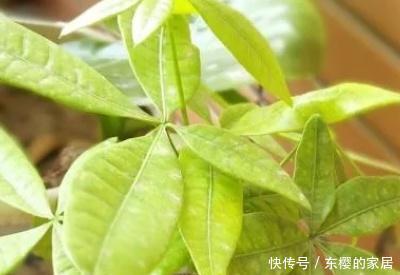 发财■发财树叶子发黄什么原因,怎么救治
