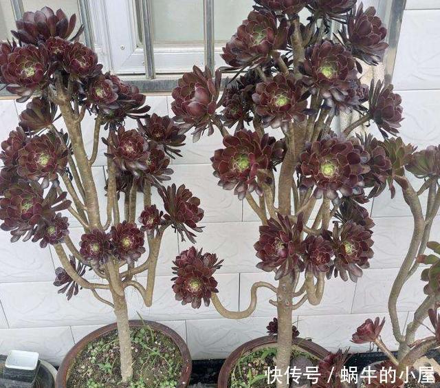  [最易]想在家摆几盆花草就选3款多肉，好看又好养，最易长成高价老桩